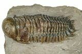 Detailed Crotalocephalina Trilobite - Exposed Hypostome #331020-2